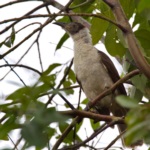 Manus Friarbird